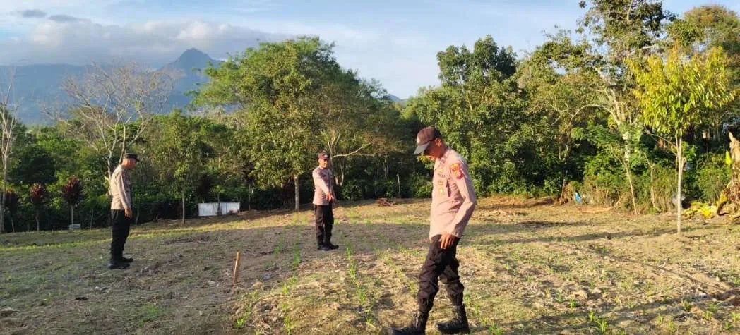 Polsek Kute Panang Tinjau Perkembangan Tanaman Jagung Dukung Ketahanan Pangan Nasional