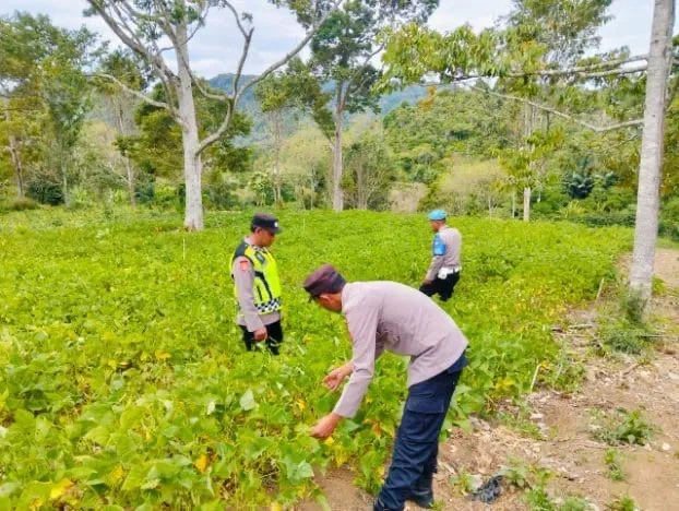 Polsek Celala Tinjau Lahan Sayuran Bergizi di Kampung Paya Kolak untuk Dukung Program Ketahanan Pangan Nasional