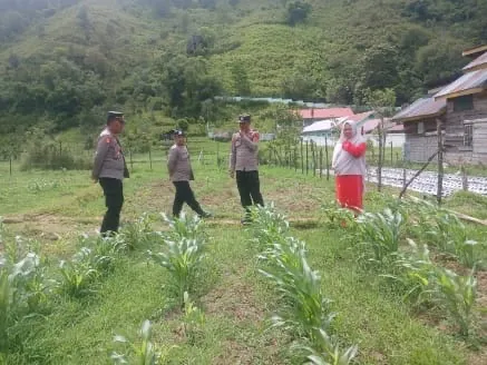 Polsek Bintang Cek Perkembangan Tanaman Jagung Kuartal III, Dukung Swasembada Pangan Nasional 2025