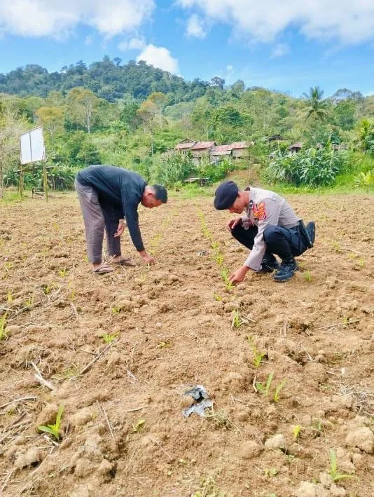 Polsek Celala Dukung Swasembada Pangan Cek Lahan Jagung Di Kampung Arul Gading