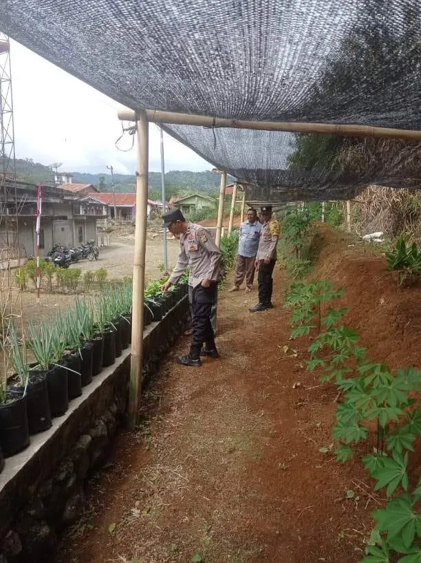 Bentuk Dukung Ketahanan Pangan dan Dorong Kemandirian Warga, Polsek Celala Tinjau Lahan Perkarangan Pangan Bergizi