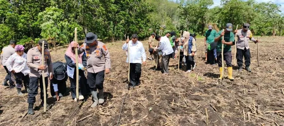 Polsek Silih Nara Tanam Jagung Serentak di Lahan 10 Hektar, Wujud Sinergi Dukung Ketahanan Pangan Nasional Kuartal III