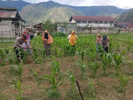 Kapolsek Bintang Bersama Anggota dan Petani Gotong Royong Rawat Lahan Jagung Dukung Ketahanan Pangan