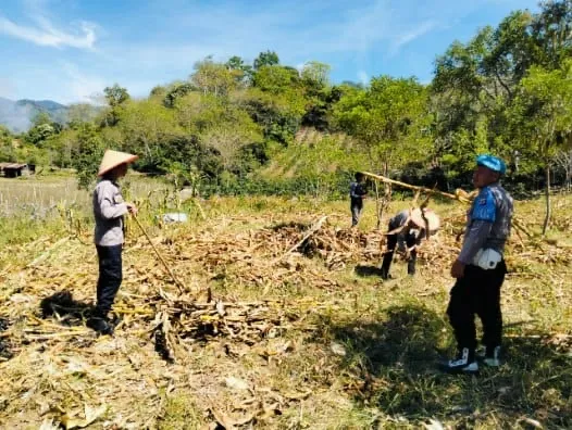 Polsek Celala Matangkan Lahan Jagung Serentak, Dukung Ketahanan Pangan Kuartal III