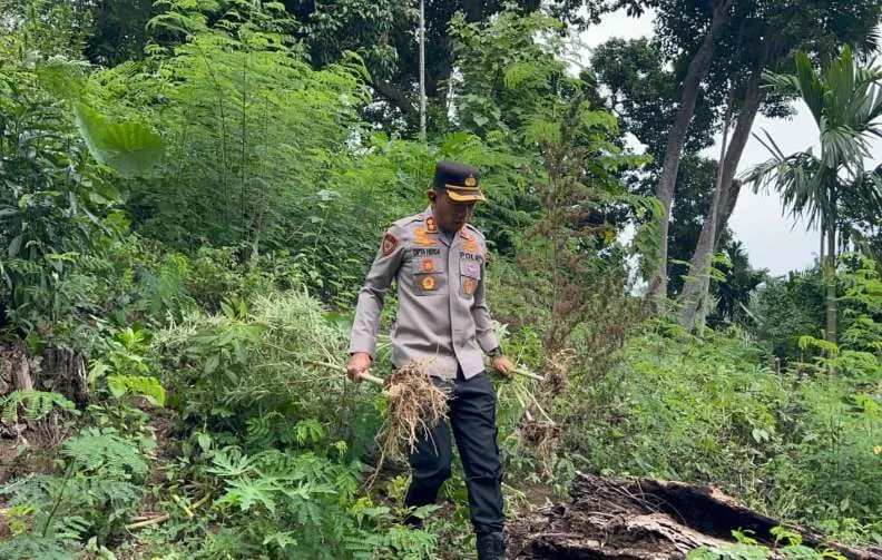 Polres Bireuen Berhasil Ungkap Kasus Narkotika, Satu Pelaku dan 154 Kg Ganja Diamankan