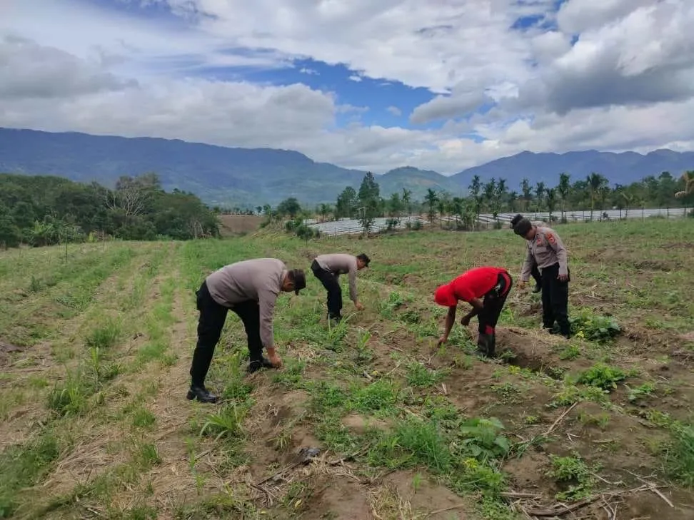 Polsek Ketol Cek Tanaman Jagung Kuartal III, Dukung Swasembada Pangan Nasional 2025