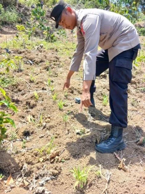 Dukung Swasembada Pangan, Polsek Linge Tinjau Pertumbuhan Jagung di Lahan Binaan Warga