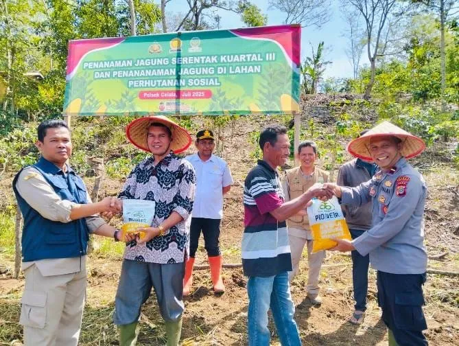 Sinergi Dukung Ketahanan Pangan, Polsek Celala dan Forkopimcam Tanam Jagung Serentak di Lahan Perhutanan Sosial
