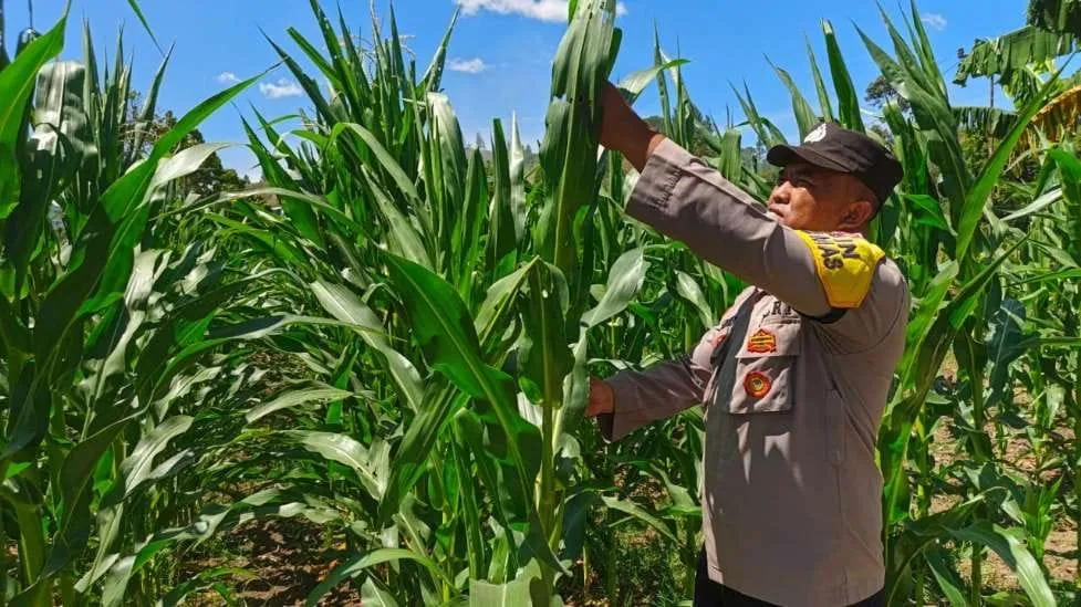 Polsek Silih Nara Giatkan Pengecekan Tanaman Jagung, Dukung Swasembada Pangan Nasional