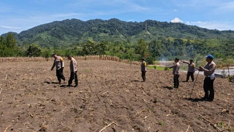 Polsek Silih Nara Matangkan 10 Hektar Lahan Jagung untuk Dukung Swasembada Pangan Kuartal III 2025