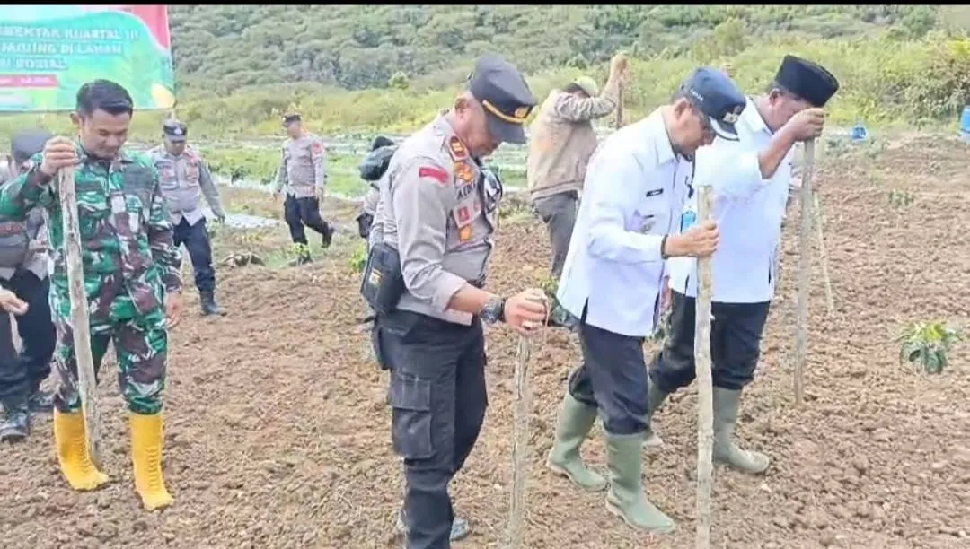 Penanaman Jagung Serentak Kuartal III, Kapolsek Bersama Forkopimcam dan Warga Tanam Jagung di Jeget Ayu