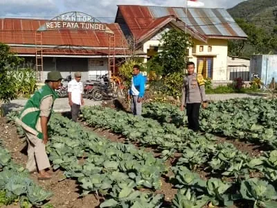 Kampung Mandiri Polres Aceh Tengah Terus Tumbuh, Tanaman Kol dan Ikan Hasilkan Kemajuan Nyata