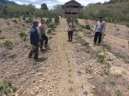 Dukung Swasembada Pangan, Polsek Jagong Jeget Kembali Tinjau Lahan Jagung Binaan